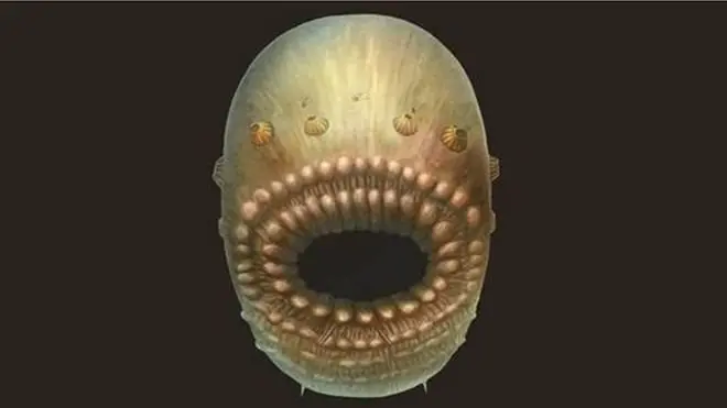 ภาพจากฝีมือของศิลปินที่แต่งเติมจากสภาพซากฟอสซิลดั้งเดิมของ Saccorhytus coronarius