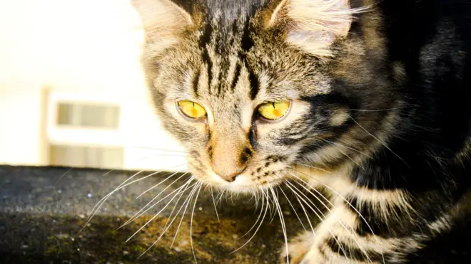 Кошка на охоте