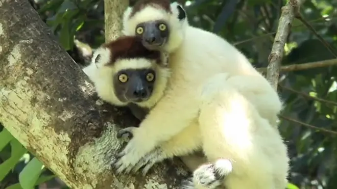 lemurs