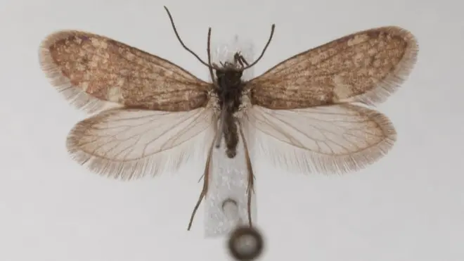 Polilla del mismo grupo que existe hoy en día. Foto: Hossein Rajaei.