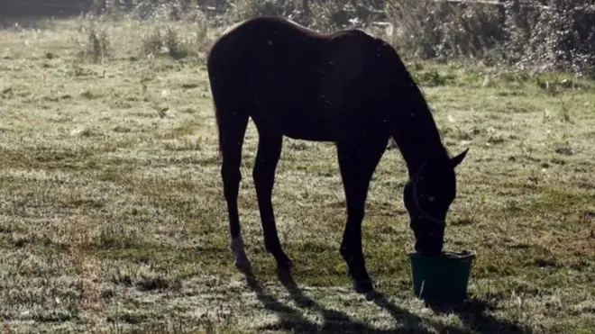 У певній частині Індії володіння конем є символом влади та багатства