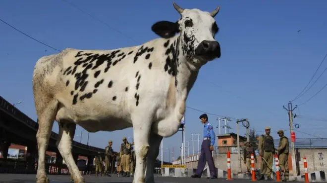 भारत में गाय को लेकर मुसलमानों पर हमले के कई मामले सामने आए हैं