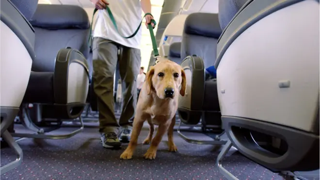 dog on an airline