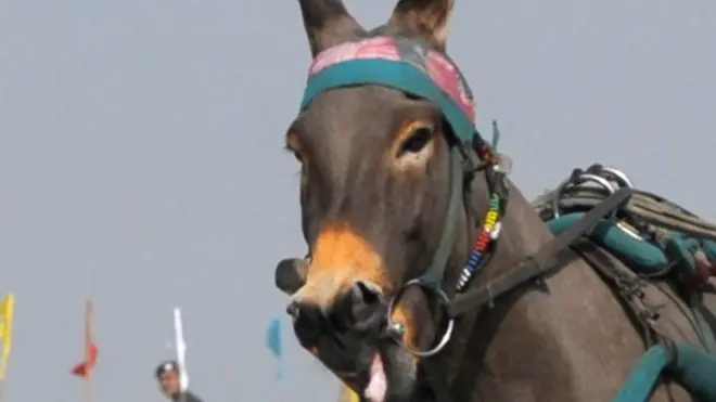 पाकिस्तान, गधा