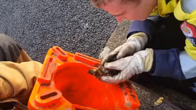 The volunteer fire brigade received a call on Saturday morning from the public alerting them to the incident