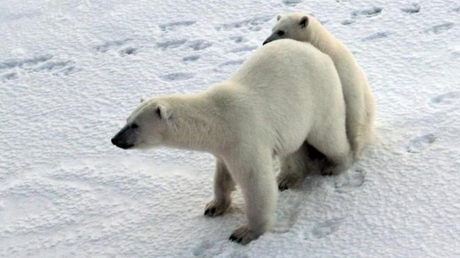 一隻北極母熊和她的熊仔對北極星號破冰船很感興趣，在北極星號四周逗留了好幾天