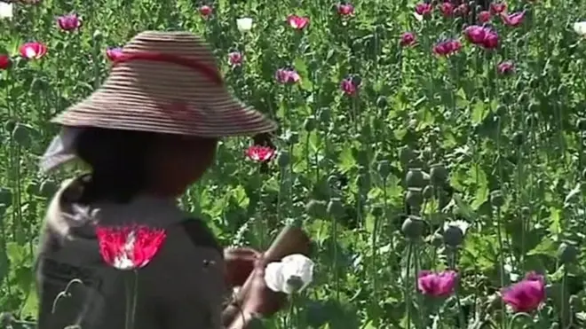 ဘိန်းစိုက်ပျိုးမှု နဲ့ တောင်သူတွေဘဝရပ်တည်ရေး