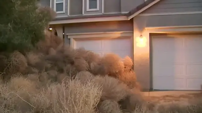 Как перекати-поле захватили город в Калифорнии