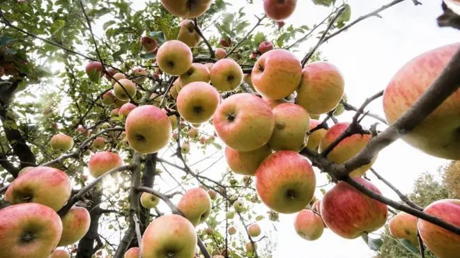 Elma ağaçları