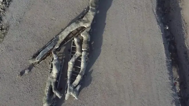 اكتشاف شجرة متحجرة عمرها 20 مليون سنة