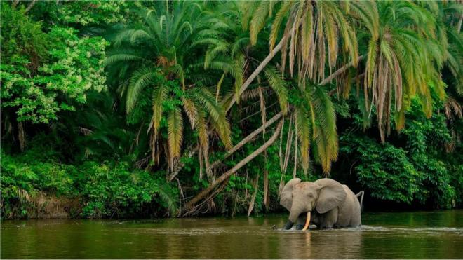 En quantifiant le carbone qu'un éléphant de forêt séquestre dans le cadre de sa vie quotidienne, les chercheurs espèrent pouvoir contribuer à sa conservation.