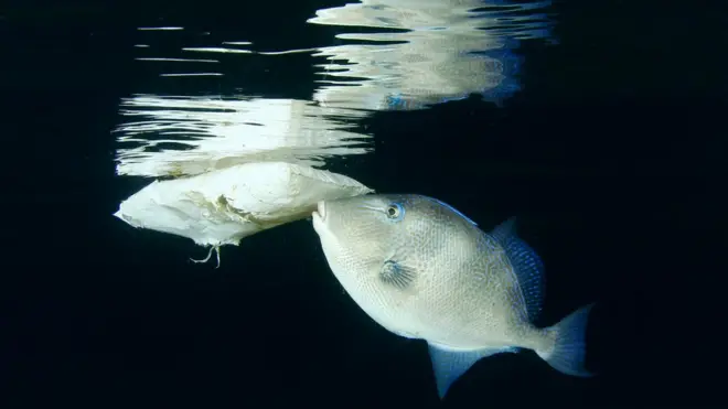 Экологи требуют "перекрыть поток пластика" в океане
