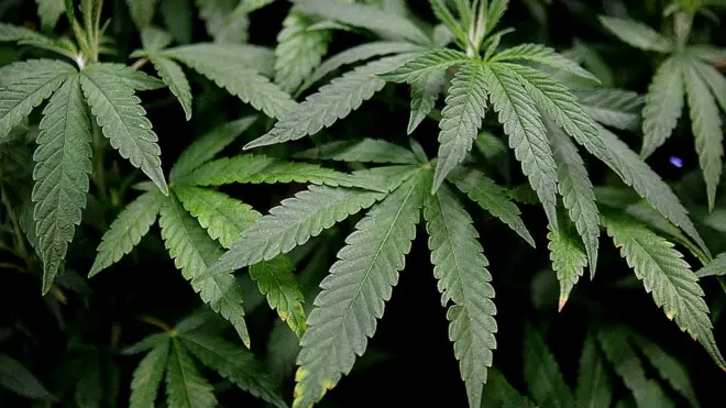 Mu bihugu vyinshi vya Afrika, urumogi ntirwemewe n'amategeko