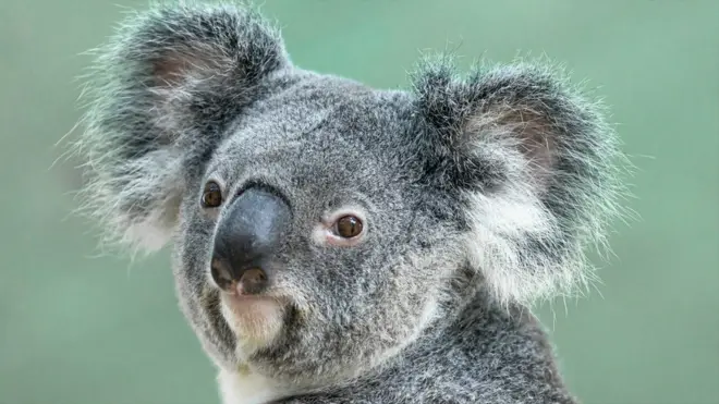 Koalas are a protected species in the state of Victoria