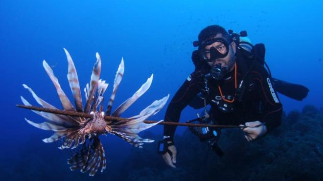 Mergulhador embaixo do mar com peixe-leão capturado