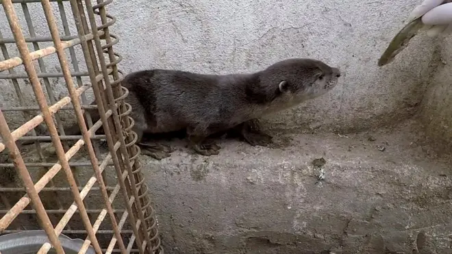 كلب الماء العراقي ماكسويل النادر