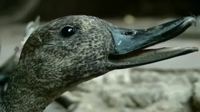 جب پناہ گاہیں ہی جال بن جائیں