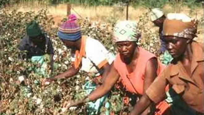 Des producteurs de coton