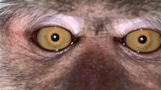 జాక్రిడ్జ్ రోడ్జి ఫోన్‌లో కనిపించిన సెల్ఫీ స్క్రీన్ షాట్