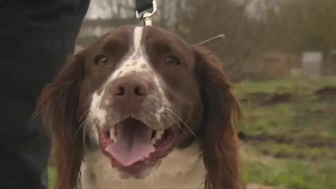 Springer spaniel inglês Drum