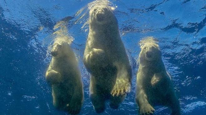 Three polar bears in the Hudson Bay