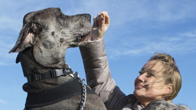 Britain's biggest dog, 18 month old great Dane, Freddy stands on its hind legs as owner Claire Stoneman feeds him outside her home in Southend-on-Sea on February 03, 2014 in Essex, England.