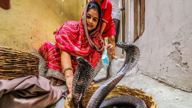 साप खरंच डूख धरून बदला घेतो का? साप चावल्यानंतर तातडीने काय करायचं?