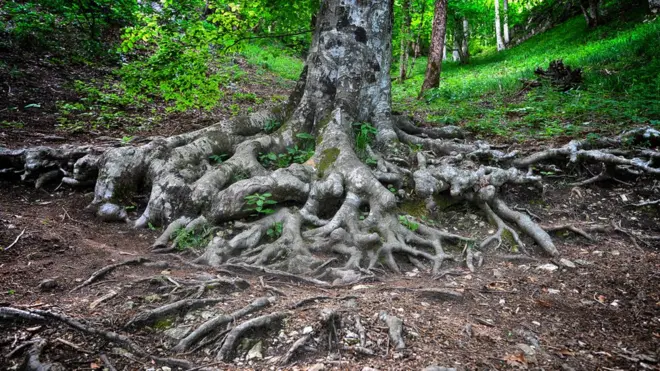 Tree roots in spring