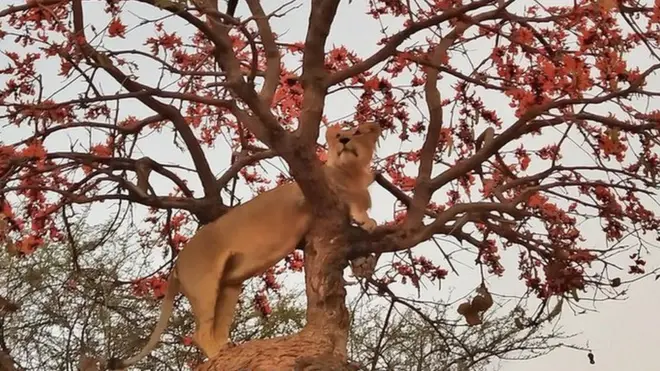 వైరల్ అవుతున్న ఆసియా సింహం ఫొటో