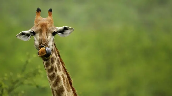 La afición de Jacques Giraf por las jirafas, al igual que toda su biografía, era pura ficción.