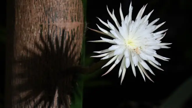 Селеніцереус ще називають королевою ночі
