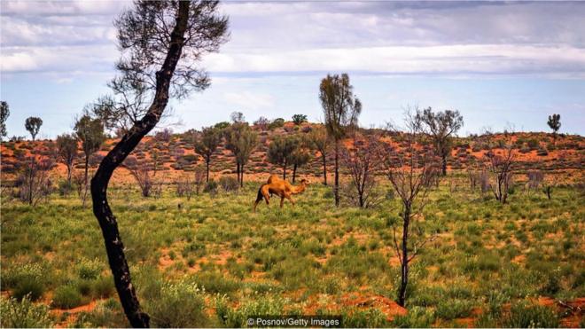 在澳洲内陆，游荡着一百多万头野生骆驼（Credit: Posnov/Getty Images）