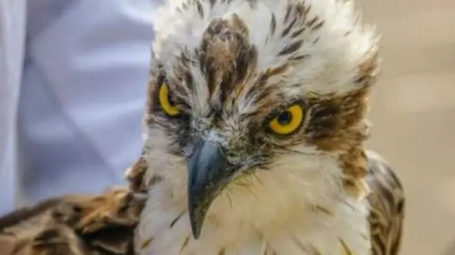 Osprey bird www.ring.ac, M-68528