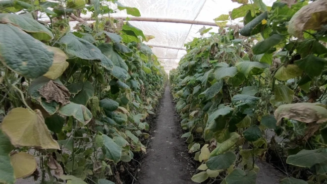 ورٹیکل کاشت کاری