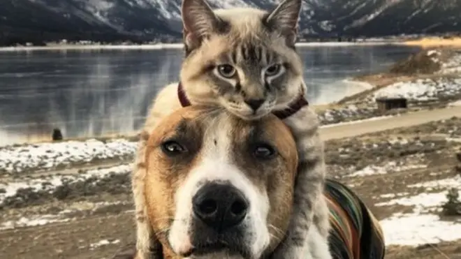 بلو اور ہینری