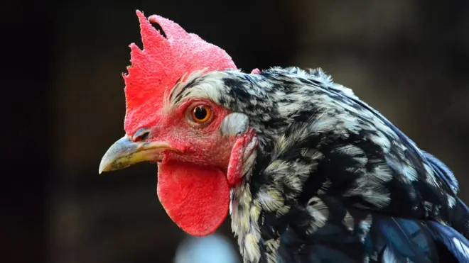 बर्ड फ्लू