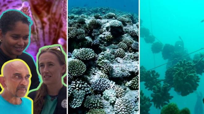 塞舌尔的珊瑚保育项目为其他岛国提供范例
