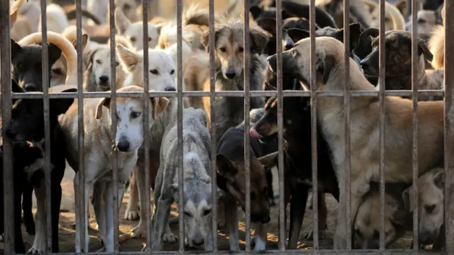 كلاب داخل قفص