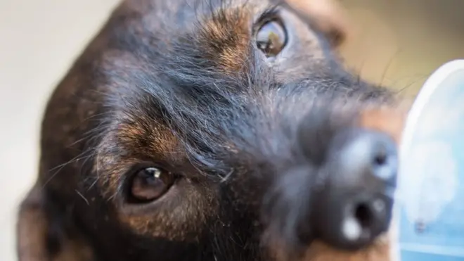 Эксперимент с таксой вызвал бурное возмущение интернет-пользователей