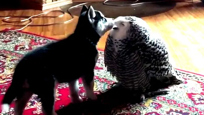 جرو وبوم ثلجي تجمعهما صداقة غريبة