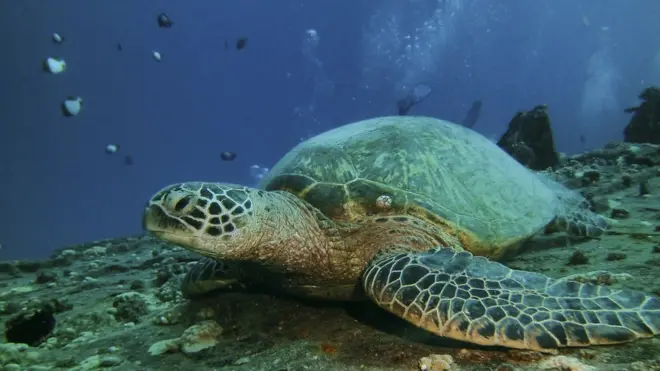 Definição do sexo das tartarugas-verde é definido pela temperaturavickers bet sign up offerincubação