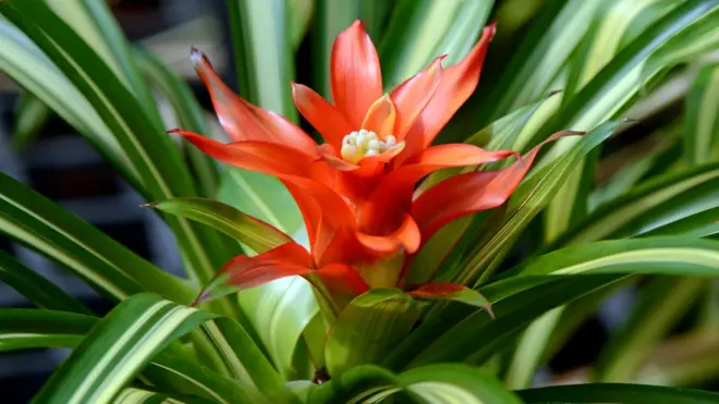 Planta Breomelia con flor roja