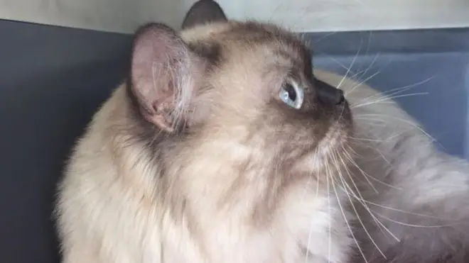 Dinky the cat sent his empty cage back to the UK