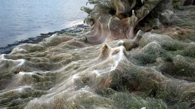 Plants and palm trees covered in a veil of spider webs