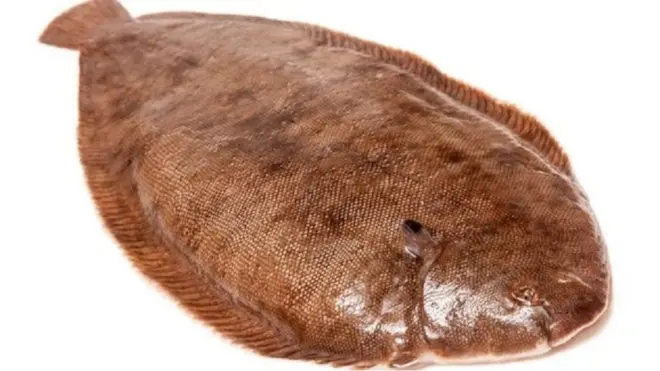 Ikan Dover sepanjang 14 sentimeter itu (ilustrasi ikan) menggeliat dan lepas dari tangan pria itu lalu melompat ke mulutnya.