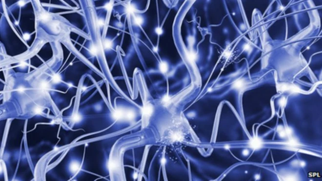 เซลล์ประสาทสมอง