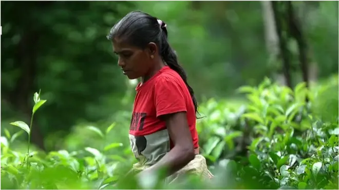 తేయాకు కార్మికురాలు