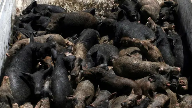 Big swine flu bin happen for world for 2009