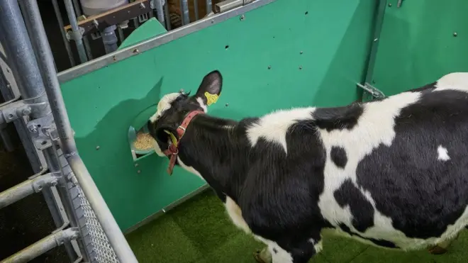 ባዕለን ናብቲ እንዳ ሽንቲ ዝኸዳ ናይ መግቢ ሽልማት ይዋሃበን: ካብኡ ወጻኢ ዝሸና ድማ ማይ ይግጨባ