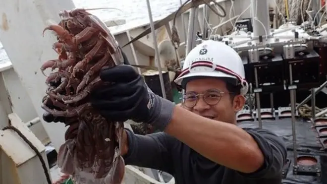 ባዚኖመስ ራክሳሳ (ደርማስ) ዝተባህለ ፍጥረት ባሕሪ